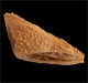 Pâtisserie Samosa Machine de ANKO pour pâte feuilletée Samosa